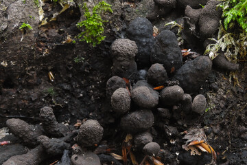 Funghi ascomiceti Xylaria polymorpha,primo piano su tronco di faggio