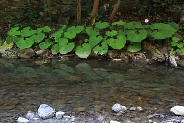 green moss on a rock