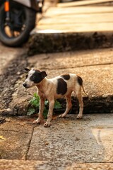 Hungry puppy on the streets of the village . India. Maharashtra state. Taken on October 26, 2020