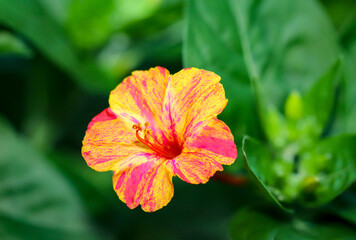 Eine gelb orange Blüte einer Hibiscusähnlichen Pflanze.