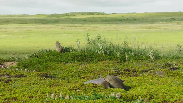 Arctic ground squirrels feeding on fish, Alaska, USA