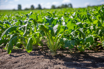 Sugar beet. Ripe beets grow in the field on a Sunny day.
