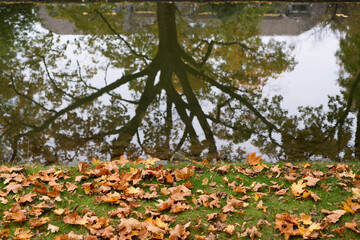 Herbstlandschaft - Baum spiegelt sich im Wasser