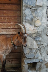 ch&egrave;vre a la porte