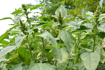 In nature, weeds grow Amaranthus retroflexus