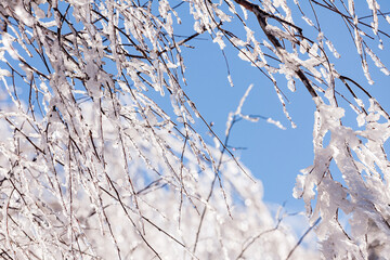 Ice-covered branches against a winter blue sky