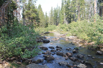 river in the forest