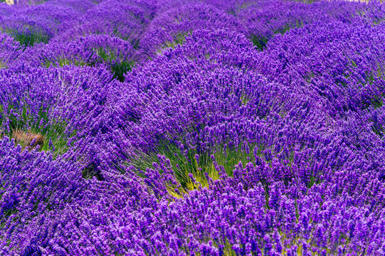 Picking fresh lavender in Sequim, Washington USA