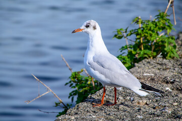 black headed gull bird feather