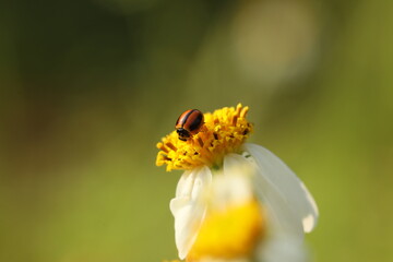 ladybug on yellow flower