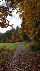 Obraz premium a hiking trail in the Bruggerwald in Titisee-Neustadt, in the month of October, Germany