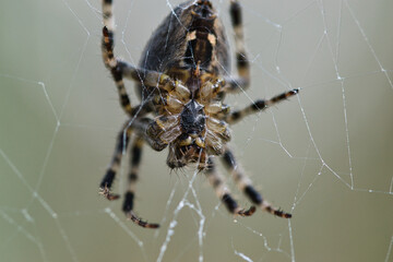 Crowned orb weaver spider macro texture, underside view, insect in the web waiting for a prey, detailed, textured with blurred pale green background