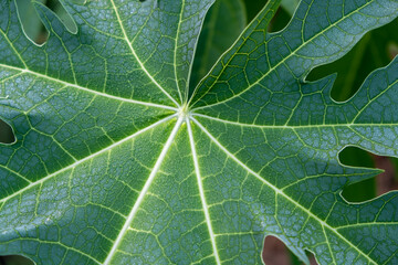 The upper surface of the papaya leaf