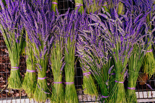 Picking fresh lavender in Sequim, Washington USA