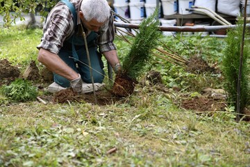 Farmer works by planting shrubs in the garden soil