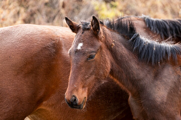 brown horse portrait