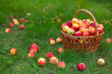 wicker basket with apples stands on grass and apples are scattered around. Harvesting in garden. Side view.