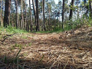 forest in the forest
