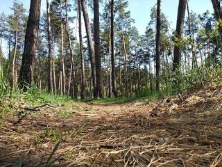 forest in the forest