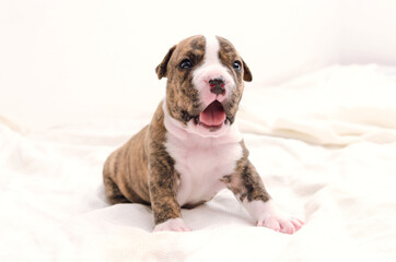 Staffordshire terrier one-month puppy dog. Sleepy young puppy dog sitting on white blanket. Puppy dog looking at camera with puppy dog eyes. One month puppy dog.
