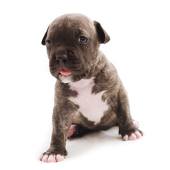 Isolated Staffordshire terrier one-month puppy dog. Young puppy dog sitting on white blanket. Puppy dog looking at camera with puppy dog eyes. One month puppy dog.