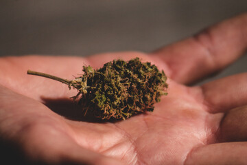 Brote de flor de cannabis, marihuana