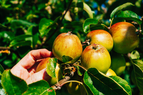 Picking apples in Washington state.
