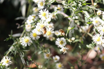 Flowers  and bees and autumn stock