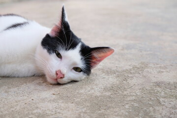 white cat on the floor