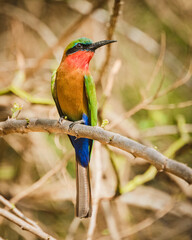 Red-throated  Bee-eater at Murchison falls National Park