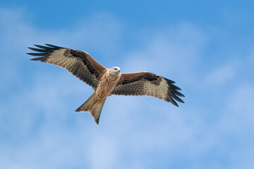 Red Kite flying in front of blue sky
