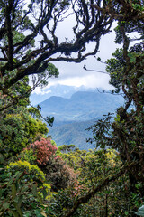 view on mountains through jungle trees
