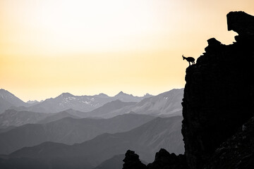 silhouette of a walking chamois in the Swiss Alps - obrazy, fototapety, plakaty