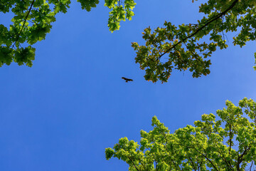 A kite with outstretched wings soaring in the blue sky above the oak trees.