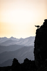 silhouette of a walking chamois in the Swiss Alps