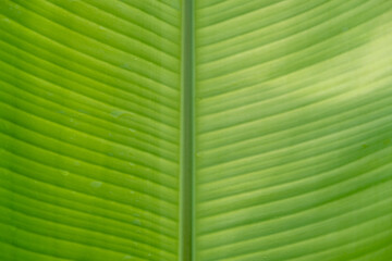 The surface of the banana leaf