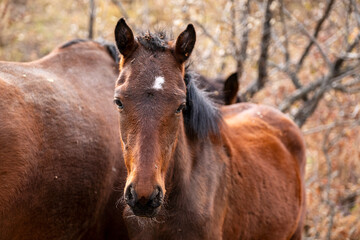 Obraz premium portrait of a brown horse