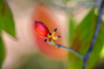 Autumn Dogwood Berry 06