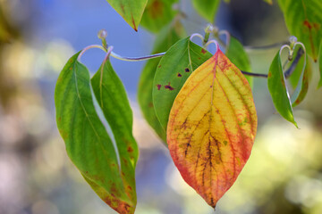 Autumn Dogwood Leaf 05