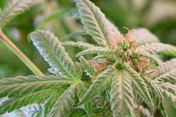 Brown Pistil Cannabis 01