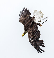 eagle falconry , 