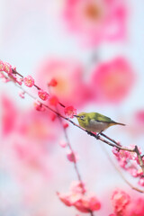 梅とメジロ