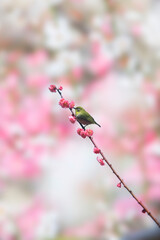 梅とメジロ