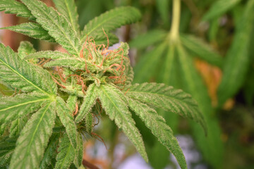 Brown Pistil Cannabis 08