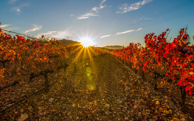 Vineyards of La Rioja with autumn colors, reds, oranges, - obrazy, fototapety, plakaty