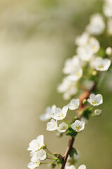 ユキヤナギの花