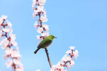 杏の花とメジロ