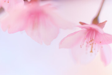 Obraz premium カワヅザクラ