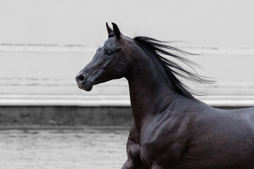 Head of a beautiful black arabian horse, portrait in motion closeup.