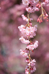 嵐山のシダレザクラ